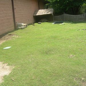 Aldabra Tortoise Exhibit