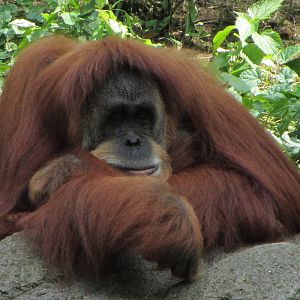 Lana the Sumatran Orangutan