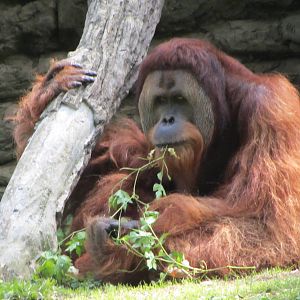 Henry the Sumatran Orangutan
