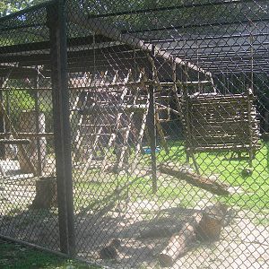 DeBrazza's Monkey Exhibit