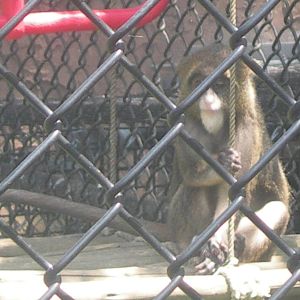 Baby DeBrazza's Monkey