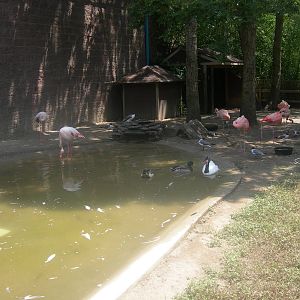 Flamingo Exhibit