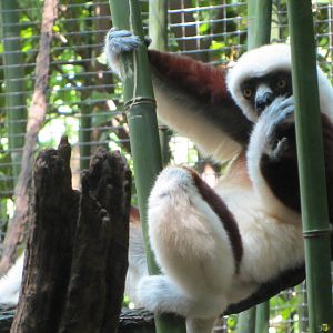 Coquerel's Sifaka