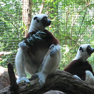 Rinaldo and Wilhelmina the Coquerel's Sifakas
