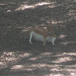 Female Blackbuck