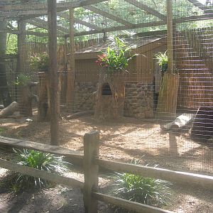African Crest Porcupine Exhibit