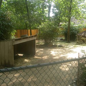 Patagonian Cavy Exhibit