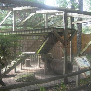 Bobcat Exhibit