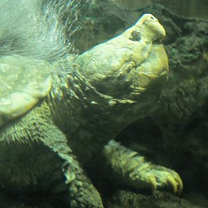 Alligator Snapping Turtle