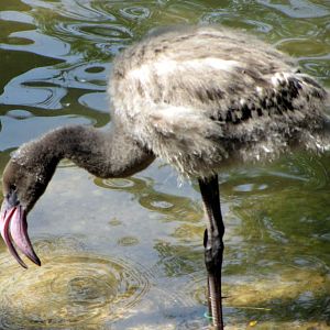 Greater Flamingo Chick
