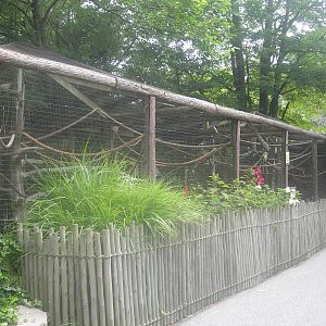 Golden Headed Lion Tamarin Exhibit