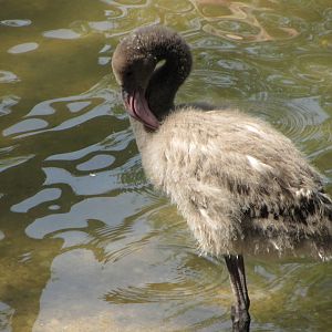 Greater Flamingo Chick