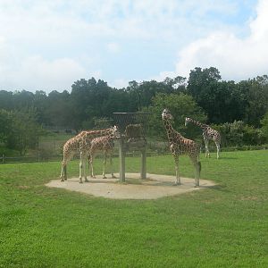 Reticulated  Giraffes