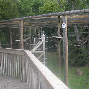 Ring tailed Lemur Exhibit
