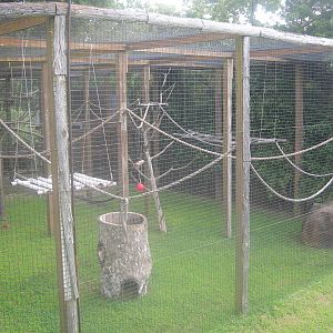 Ring tailed Lemur Exhibit