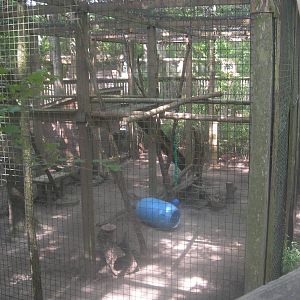 Ocelot Exhibit