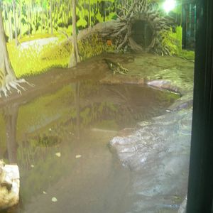 Cuban Crocodile Exhibit