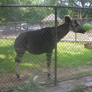 Okapi
