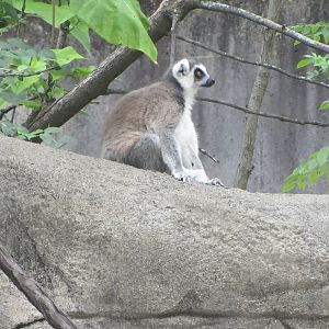 Ring-tailed Lemur