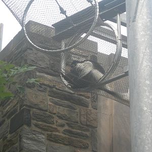 Colobus Monkey in Treetop Trails