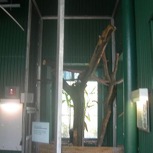 Southern White Faced Owl Exhibit