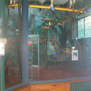 Indoor Coquerel's sifaka Exhibit