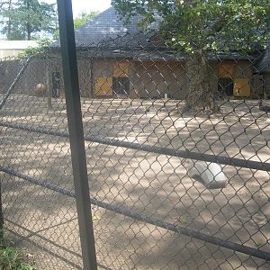 Red Kangaroo Exhibit