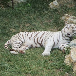 Snoozing White Tiger