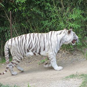 White Tiger on the Prowl