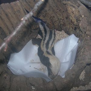 African Striped Weasel