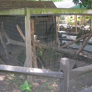north American Porcupine Exhibit