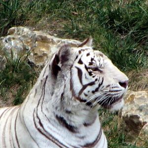 White Tiger