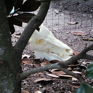 Replica Wild Boar Skull