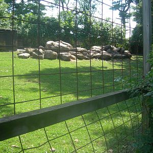 Bighorn Sheep Exhibit
