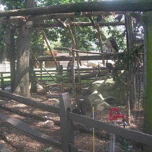 Red-tailed Hawk/Turkey Vulture Exhibit