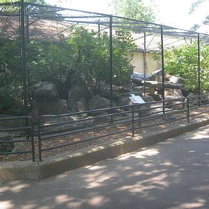 Cougar Exhibit