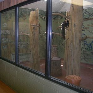White-faced Saki/Black Howler Monkey indoor  Exhibit