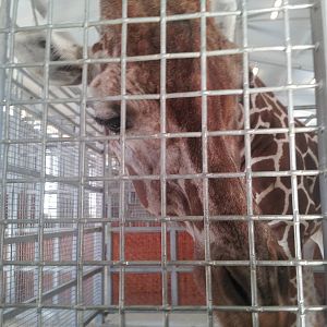 Giraffe behind the scenes