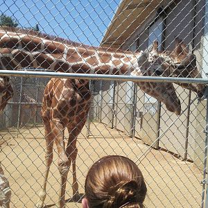 Giraffe behind the scenes