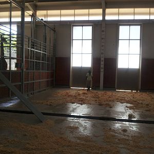 Giraffe behind the scenes