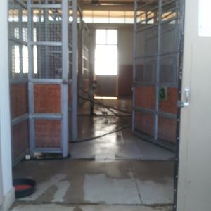 Giraffe behind the scenes