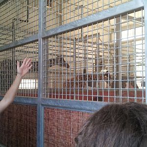 Giraffe behind the scenes