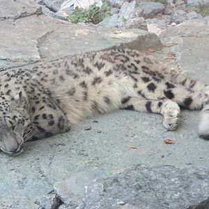 Dozing Snow Leopard