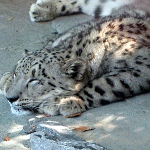 Snow Leopard Nap Time