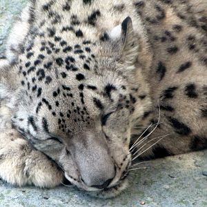 Snow Leopard Close-Up