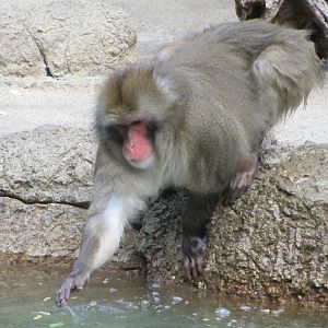 Japanese Macaque