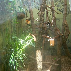 Golden lion tamarin,red footed tortoise and Green Iguana Exhibit