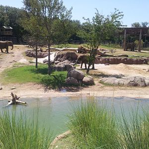 Giants of the Savanna