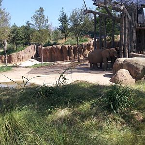 Giants of the Savanna