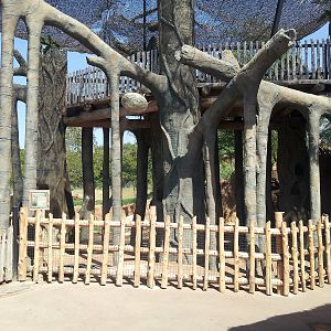 Giants of the Savanna